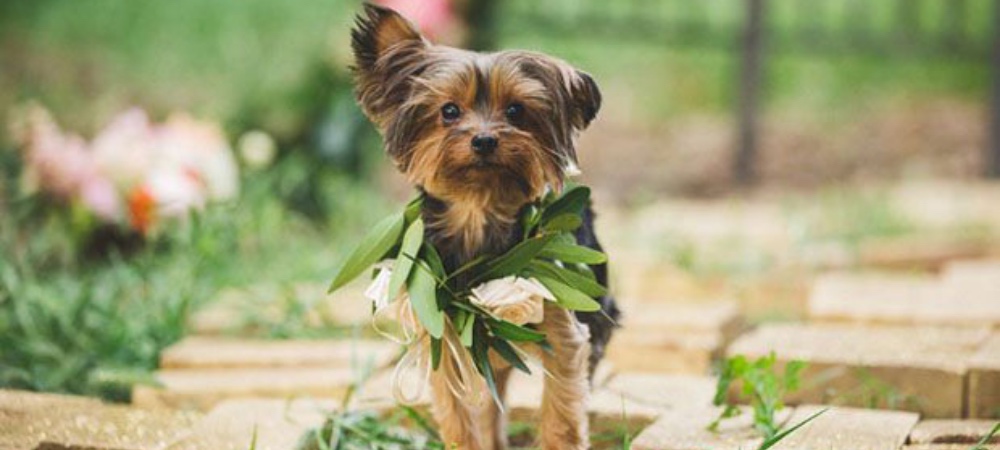 Yes, I do(g): how to include Fido in weddings